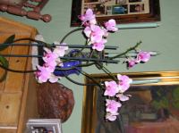 P4270131.JPG - 2004:04:27 06:54:03