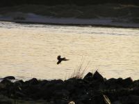 P1150120.JPG - 2005:01:15 14:54:44