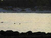 P1150125.JPG - 2005:01:15 14:54:54