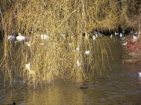 p1220251.jpg - 2005:01:22 14:34:48