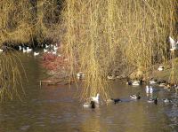 p1220252.jpg - 2005:01:22 14:34:51