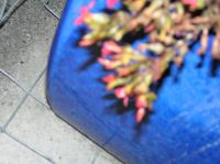 p1220273.jpg - 2005:01:22 22:13:22