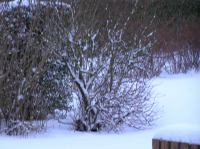 P1250819.JPG - 2005:01:25 07:55:42