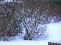 P1250820.JPG - 2005:01:25 07:55:47