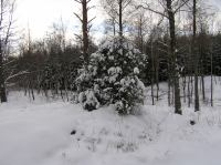 P1290016.JPG - 2005:01:29 12:11:15