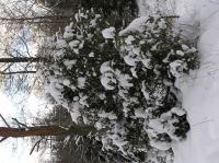 P1290017.JPG - 2005:01:29 12:11:21