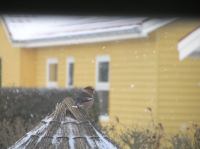 P3130001.JPG - 2005:03:13 07:38:33