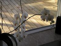 P3130008.JPG - 2005:03:13 08:22:34