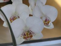 P3130013.JPG - 2005:03:13 08:23:10