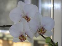 P3130014.JPG - 2005:03:13 08:23:23