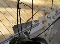 P3130022.JPG - 2005:03:13 08:24:41