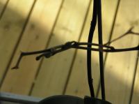 P3130023.JPG - 2005:03:13 08:24:45