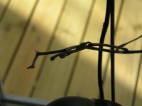 P3130024.JPG - 2005:03:13 08:24:47