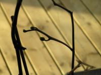 P3130026.JPG - 2005:03:13 08:25:05