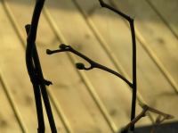 P3130027.JPG - 2005:03:13 08:25:07