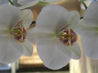 P3130029.JPG - 2005:03:13 08:26:11