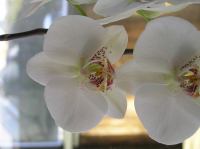 P3130030.JPG - 2005:03:13 08:26:17