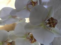 P3130031.JPG - 2005:03:13 08:26:26