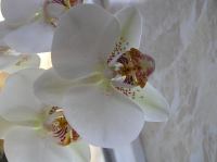 P3130032.JPG - 2005:03:13 08:26:32