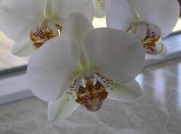 P3130033.JPG - 2005:03:13 08:26:39