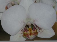 P3130036.JPG - 2005:03:13 08:27:03