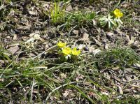 P3280049.JPG - 2005:03:28 13:22:52