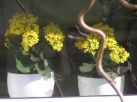 P3280051.JPG - 2005:03:28 13:23:03