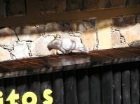 P4170060.JPG - 2005:04:17 10:34:20