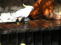 P4170070.JPG - 2005:04:17 10:39:47