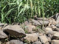 P4170170.JPG - 2005:04:17 11:41:09