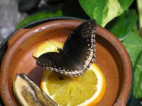 P4170172.JPG - 2005:04:17 11:43:31