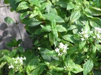 P4170173.JPG - 2005:04:17 11:43:48