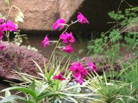 P4170291.JPG - 2005:04:17 14:14:04