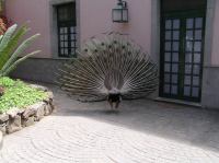 P4190429.JPG - 2005:04:19 15:29:49