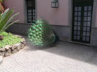 P4190432.JPG - 2005:04:19 15:29:58