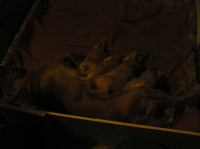 P5110006.JPG - 2005:05:11 19:29:15