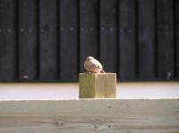 P6260282.JPG - 2005:06:26 17:01:04