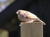 P6260283.JPG - 2005:06:26 17:01:15