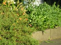 P6260297.JPG - 2005:06:26 19:13:12