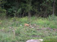 P8130058.JPG - 2005:08:13 12:53:52