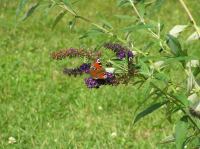 P8150070.JPG - 2005:08:15 13:56:52