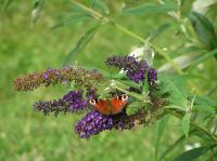 P8150072.JPG - 2005:08:15 13:57:04