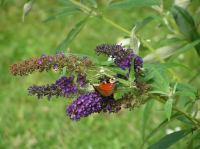 P8150073.JPG - 2005:08:15 13:57:04