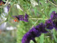 P8150074.JPG - 2005:08:15 13:57:41