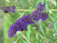 P8150075.JPG - 2005:08:15 13:57:49