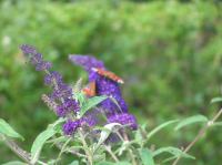 P8150076.JPG - 2005:08:15 13:58:02