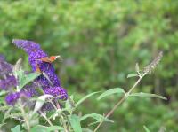 P8150077.JPG - 2005:08:15 13:58:07