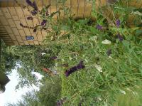 P8150079.JPG - 2005:08:15 13:58:28