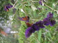 P8150082.JPG - 2005:08:15 13:58:43