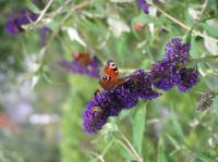 P8150083.JPG - 2005:08:15 13:58:49